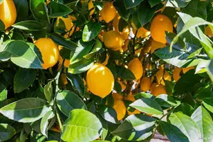 2573 Greenvale Ln, Santa Rosa, CA 95401 - Photo 55