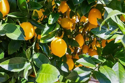 2573 Greenvale Lane, Santa Rosa, CA 95401 - Photo 59