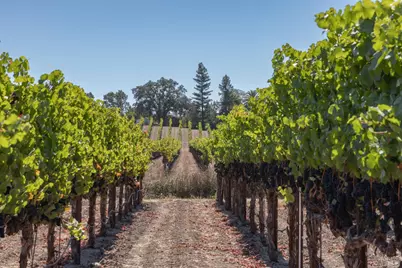 3000 River Road, Windsor, CA 95492 - Photo 5