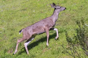 11 Badger Ct, Novato, CA 94949 - Photo 63