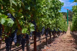 4094 E 3rd Ave, Napa, CA 94558 - Photo 5