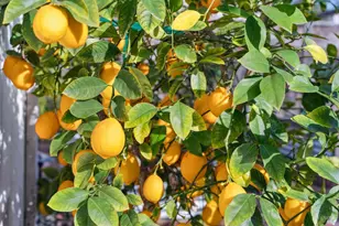 18023 Mulberry Ave, Sonoma, CA 95476 - Photo 43