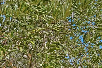 31000 Pine Mountain Road, Cloverdale, CA 95425 - Photo 53