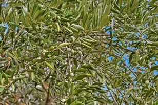 31000 Pine Mountain Rd, Cloverdale, CA 95425 - Photo 53