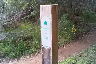 316 Rydal Ave, Mill Valley, CA 94941 - Photo 45