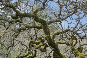 5146 Vista Grande Dr, Santa Rosa, CA 95403 - Photo 51