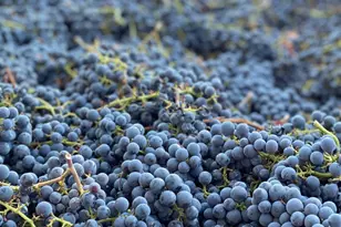 8320 Franz Valley Rd, Calistoga, CA 94515 - Photo 57