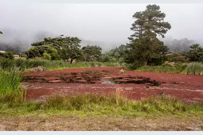 15741 Forest View Road, Manchester, CA 95459 - Photo 27