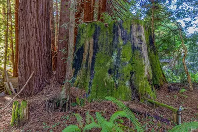 44720 Jack Peters Creek Road, Mendocino, CA 95460 - Photo 5