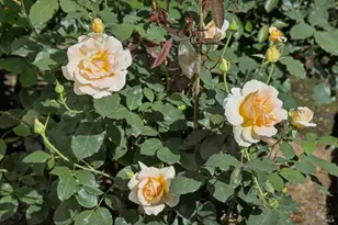 137 France St, Sonoma, CA 95476 - Photo 63