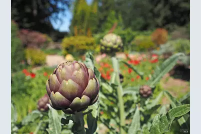 626 Gold Ridge Road, Sebastopol, CA 95472 - Photo 29