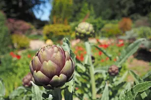 626 Gold Ridge Rd, Sebastopol, CA 95472 - Photo 29