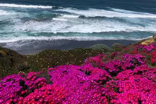 36939 Green Cove Dr, The Sea Ranch, CA 95497 - Photo 71