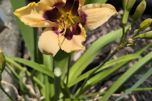 [Address not provided], Rohnert Park, CA 94928 - Photo 29