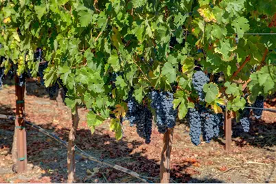 1180 Monticello Road, Napa, CA 94558 - Photo 49