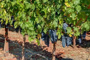 1180 Monticello Rd, Napa, CA 94558 - Photo 49