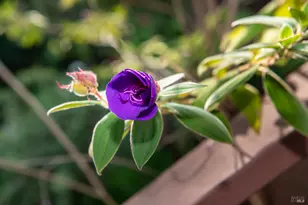 138 Miramar Ave, San Rafael, CA 94901 - Photo 41