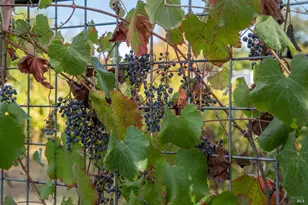 3033 Myrtledale Rd, Calistoga, CA 94515 - Photo 67