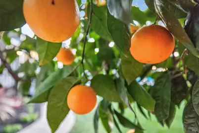 2071 Mount Olive Drive, Santa Rosa, CA 95404 - Photo 49