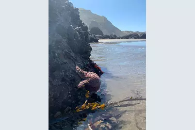 40 Arenal Avenue, Stinson Beach, CA 94970 - Photo 95