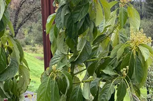 9451 Mill Creek Rd, Healdsburg, CA 95448 - Photo 53