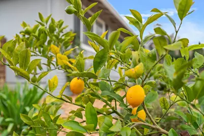 1021 McNear Avenue, Petaluma, CA 94952 - Photo 27