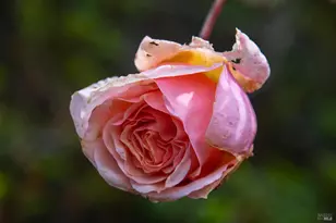 5563 McFarlane Rd, Sebastopol, CA 95472 - Photo 55