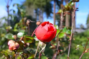 5563 McFarlane Rd, Sebastopol, CA 95472 - Photo 61