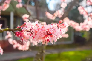 5563 McFarlane Rd, Sebastopol, CA 95472 - Photo 45