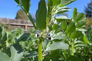 5563 McFarlane Rd, Sebastopol, CA 95472 - Photo 59