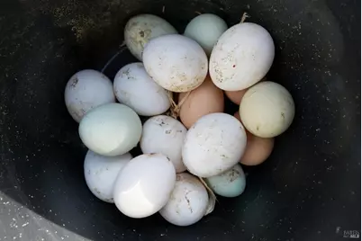 5563 McFarlane Road, Sebastopol, CA 95472 - Photo 47