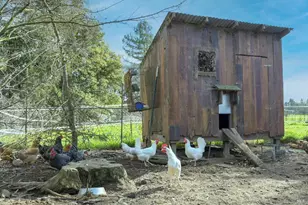 5563 McFarlane Rd, Sebastopol, CA 95472 - Photo 63