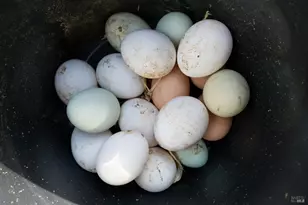 5563 McFarlane Rd, Sebastopol, CA 95472 - Photo 65