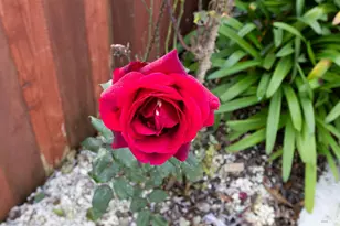 503 Corte Naranja, Rohnert Park, CA 94928 - Photo 31