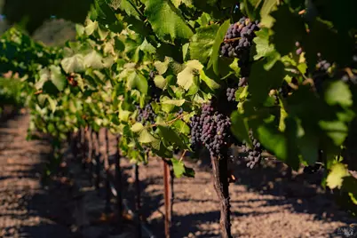 1276 Jensen Lane, Windsor, CA 95492 - Photo 21