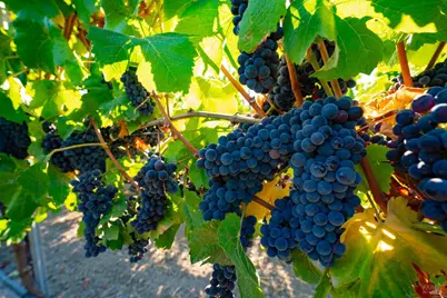 1276 Jensen Lane, Windsor, CA 95492 - Photo 35