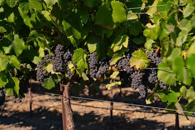 1276 Jensen Lane, Windsor, CA 95492 - Photo 41