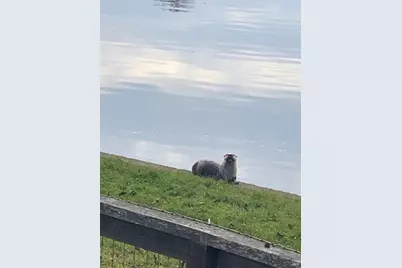 9231 Lakewood Drive, Windsor, CA 95492 - Photo 43