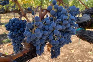 1095 Hardman Ave, Napa, CA 94558 - Photo 17