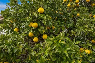 910 Lytton Springs Rd, Healdsburg, CA 95448 - Photo 45