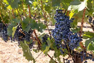 875 White Cottage Rd, Angwin, CA 94508 - Photo 31