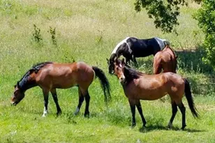 5510 Parducci Rd, Ukiah, CA 95482 - Photo 79