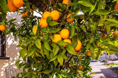 1535 Raegan Way, Santa Rosa, CA 95405 - Photo 41