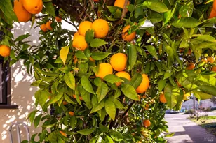 1535 Raegan Way, Santa Rosa, CA 95405 - Photo 41