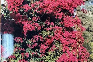 2 Paseo Mirasol, Tiburon, CA 94920 - Photo 45