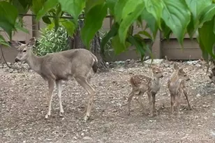 6749 Wintergreen Ct, Santa Rosa, CA 95409 - Photo 29