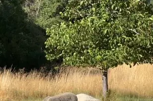 6651 Hearst Willits Rd, Willits, CA 95490 - Photo 9