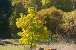 6651 Hearst Willits Rd, Willits, CA 95490 - Photo 11