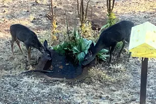 6360 Wilson Hill Rd, Shingletown, CA 96088 - Photo 77