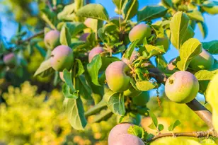 24000 Fig Tree Ln, Yorkville, CA 95494 - Photo 53